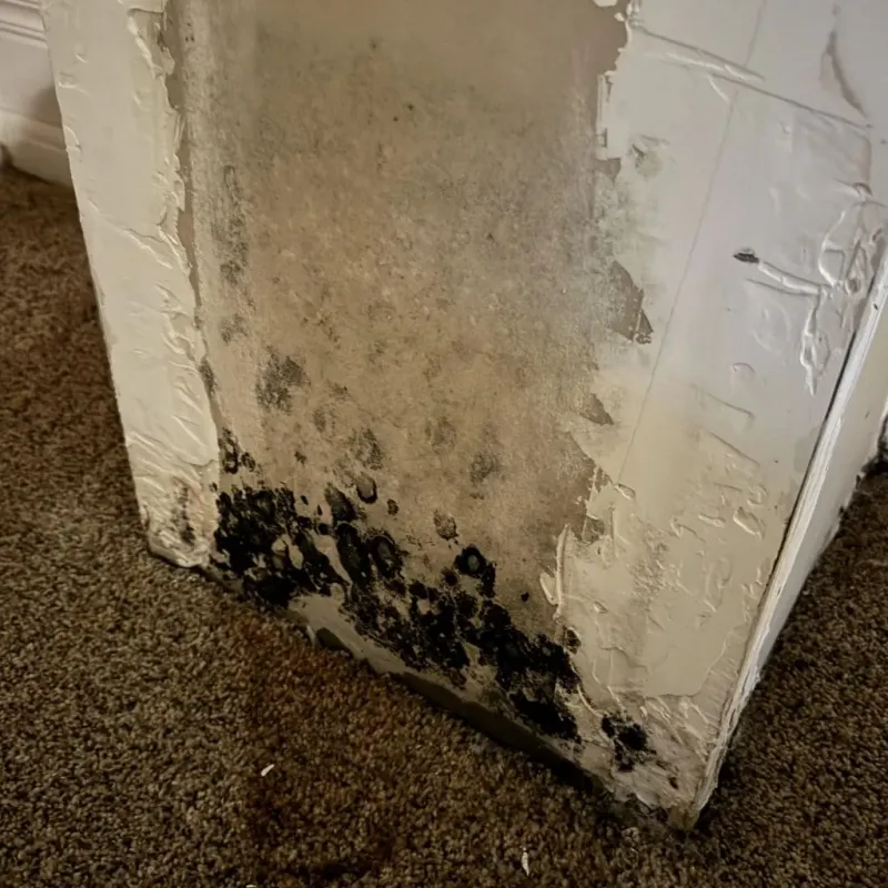 Professional Mold Removal in Brooklyn, WI